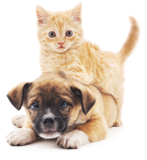 Image of happy puppy and kitten